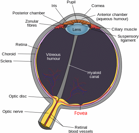 Diagram of human eye with fovea