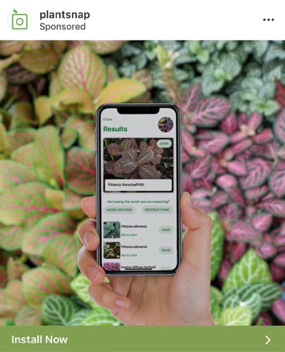 Mobile app for plant recognition PlantSnap