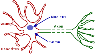 Dendrite and axon of neuron