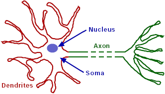 cell axon vs dendrite