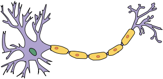 Anatomical components of nerve cells