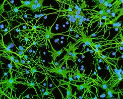 Neurons